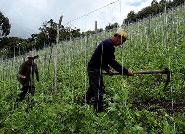 Políticas públicas pueden provocar deterioro en el campo: CNA