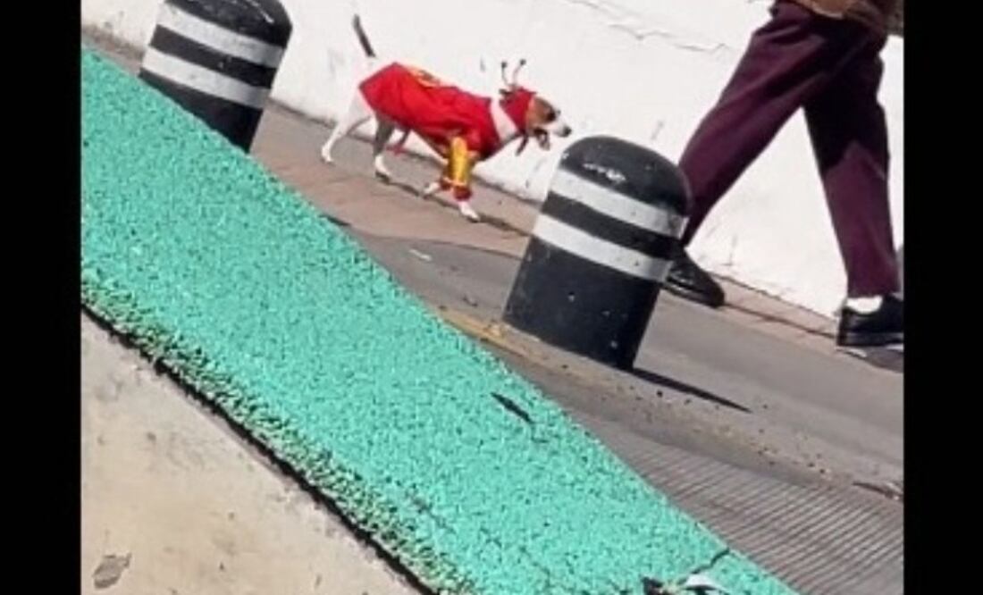 Perrito disfrazado | Fuente: X @showmundialshow