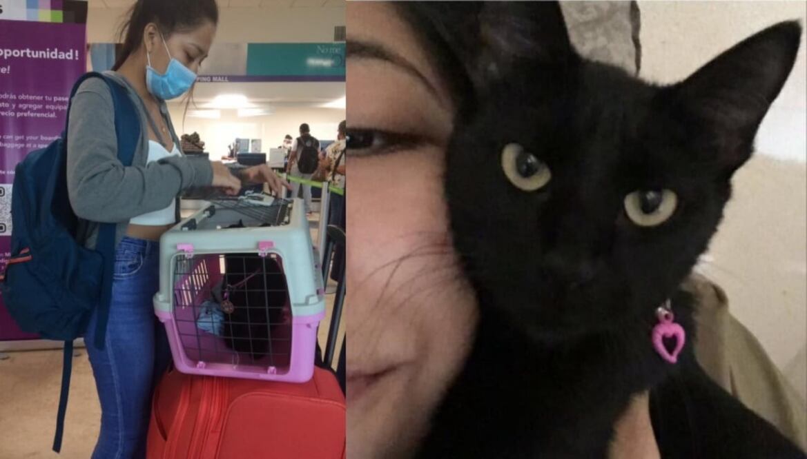 Aunque la aerolínea emprendió una búsqueda, la gatita Miel no ha aparecido. Foto: facebook.com/brenda.beltranespinosa 