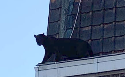 Roban pantera negra que fue captada en tejados de Francia