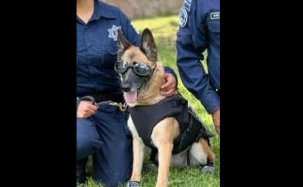 Perrita Nochebuena Foto: Especial