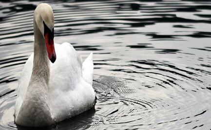 Un cisne, de luto por muerte de su compañero, retrasa una hora tráfico de trenes en Alemania