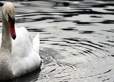 Un cisne, de luto por muerte de su compañero, retrasa una hora tráfico de trenes en Alemania