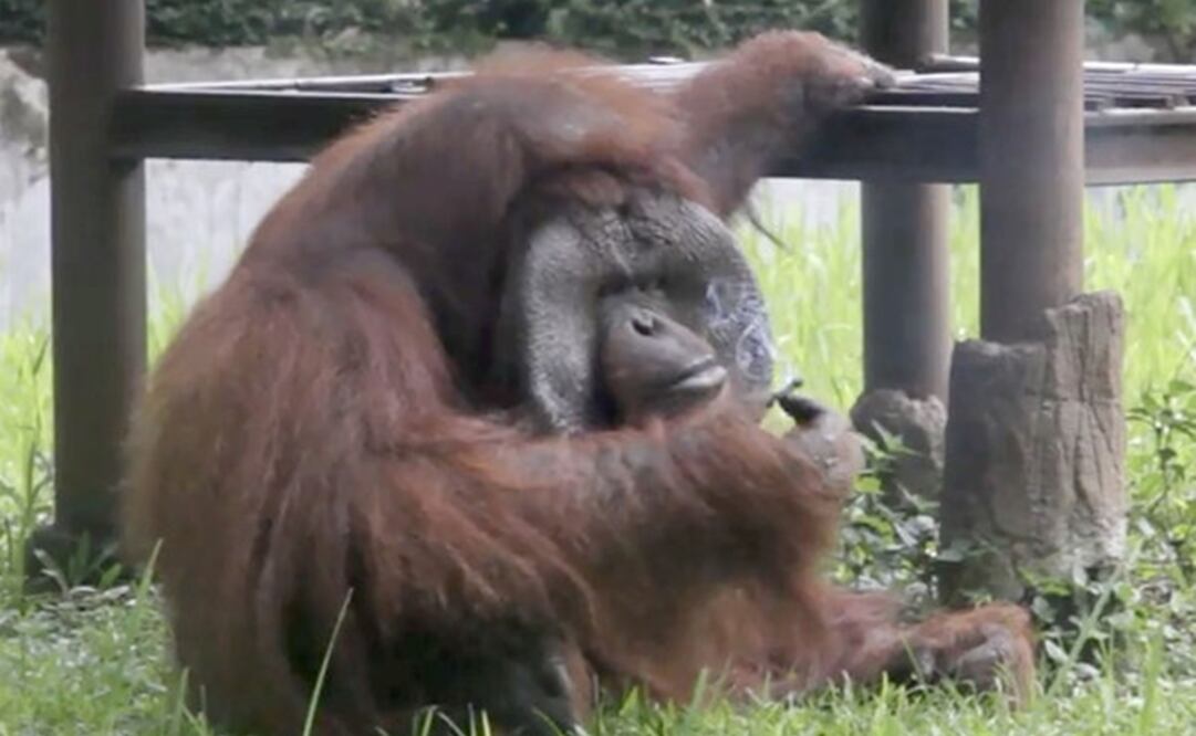 Los defensores de los animales condenaron el gesto del visitante que le dio un cigarrillo al orangután y denunciaron la mala administración de los zoológicos en Indonesia. (FOTO: AFP)