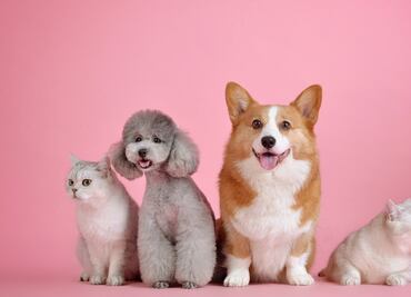 Para promover la adopción, crean perfiles de perros y gatos en Tinder