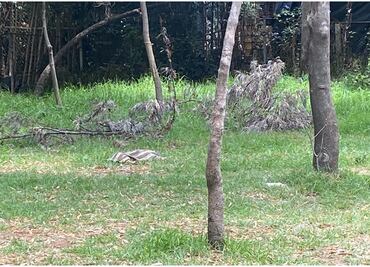 Hallan cuerpo de perrito con huellas de tortura en el bosque de Nativitas, Xochimilco