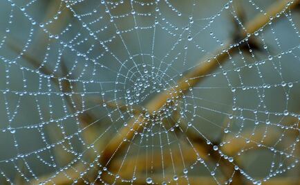 El revolucionario material biodegradable que podría reemplazar el plástico