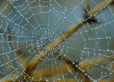 El revolucionario material biodegradable que podría reemplazar el plástico