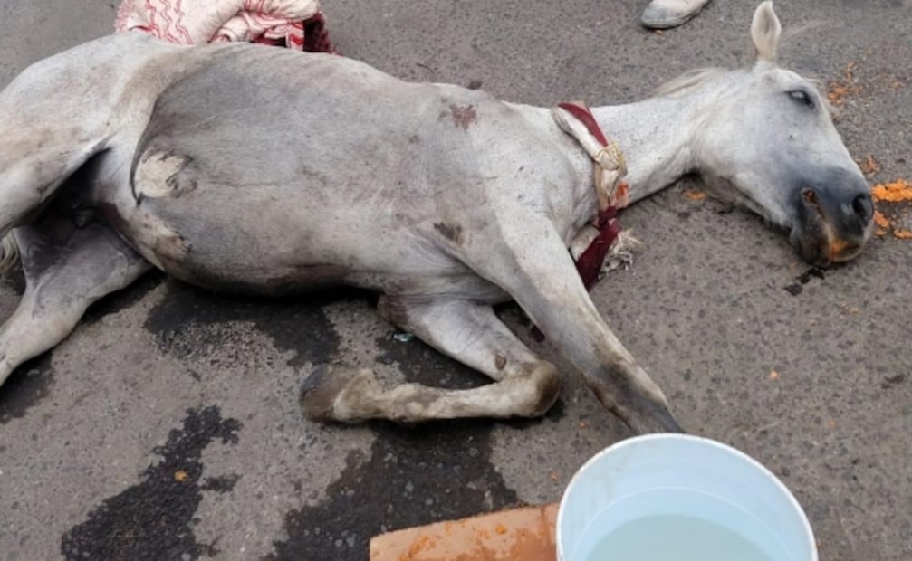 Dictan primera condena por maltrato animal a dos personas en Edomex