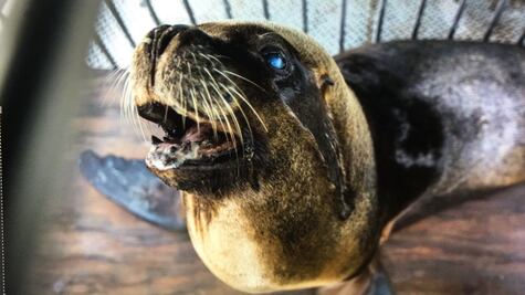 Trasladan a lobo marino rescatado en Michoacán a Los Cabos