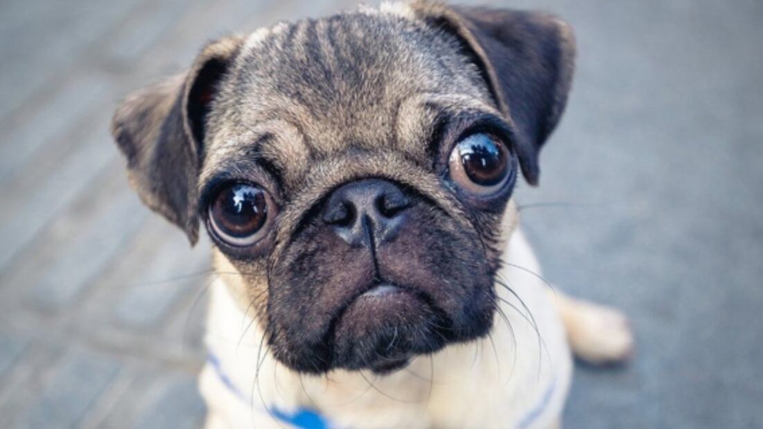 Los pug enfrentan problemas graves de salud por su hocico corto