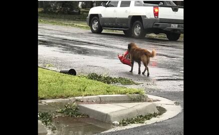 Otis, el perro que huyó de "Harvey" y se volvió viral
