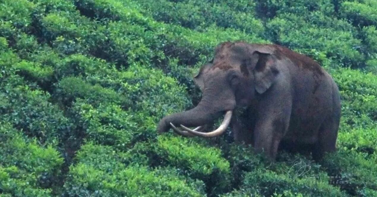 El elefante Padayappa es un héroe local en el estado indio de Kerala. Foto: HADLEE RENJITH