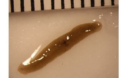 Un gusano amputado se regenera con dos cabezas tras viajar al espacio