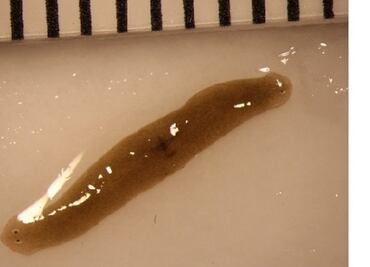 Un gusano amputado se regenera con dos cabezas tras viajar al espacio