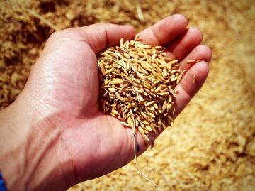 Beneficios para el organismo de consumir alimentos integrales