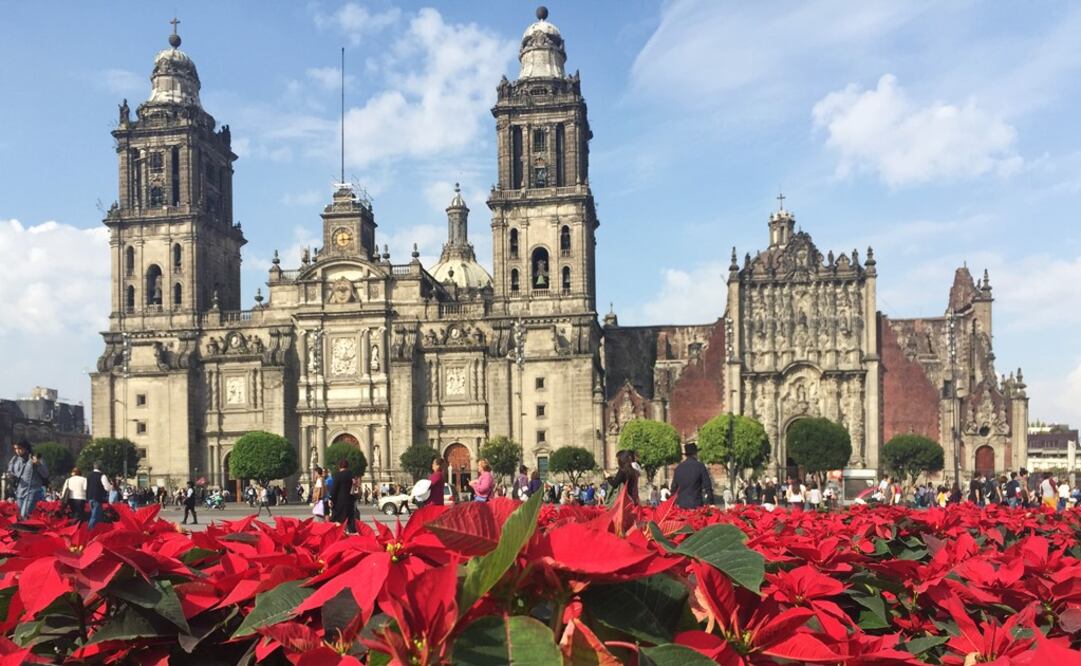 The Metropolitan Cathedral is the perfect landscape for the poinsettia garden - Photo: Sofia Danis/EL UNIVERSAL in English
