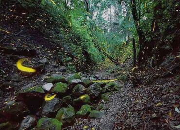 Pese a calor, llegan luciérnagas a santuarios de Amecameca; ¿cuánto cuesta la entrada para verlas?