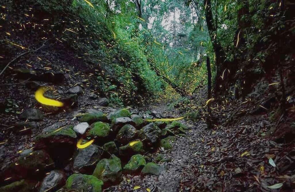 FOTO: Especial/ EL UNIVERSAL/