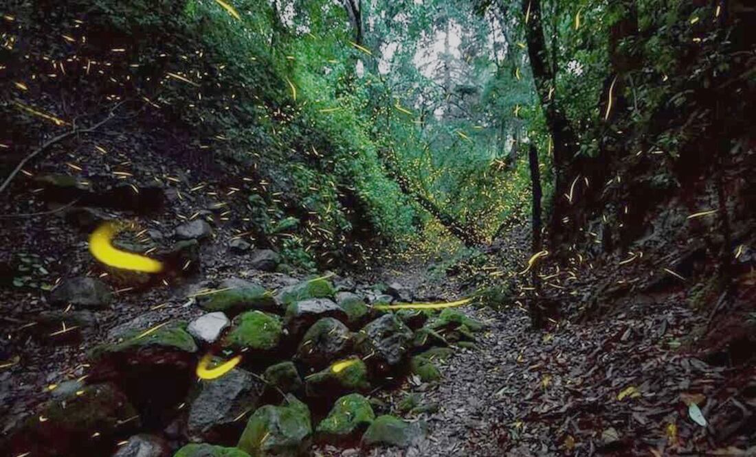 FOTO: Especial/ EL UNIVERSAL/