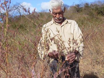 Denuncian retraso en apoyos a productores cafetaleros de Veracruz