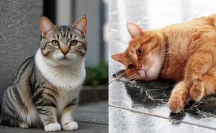 ¿Cómo limpiar el marcaje de orina de gato, según especialista?