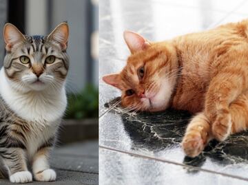 ¿Cómo limpiar el marcaje de orina de gato, según especialista?