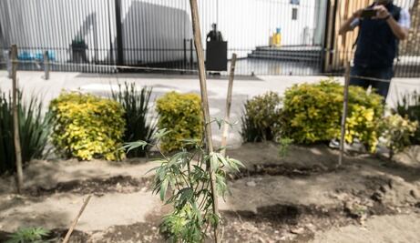 Siembran marihuana fuera del Senado de la República