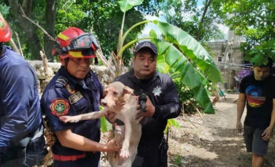 Rescatan a perrita que cayó a un pozo de 18 metros en Yucatán (20/07/2025). Foto: Especial