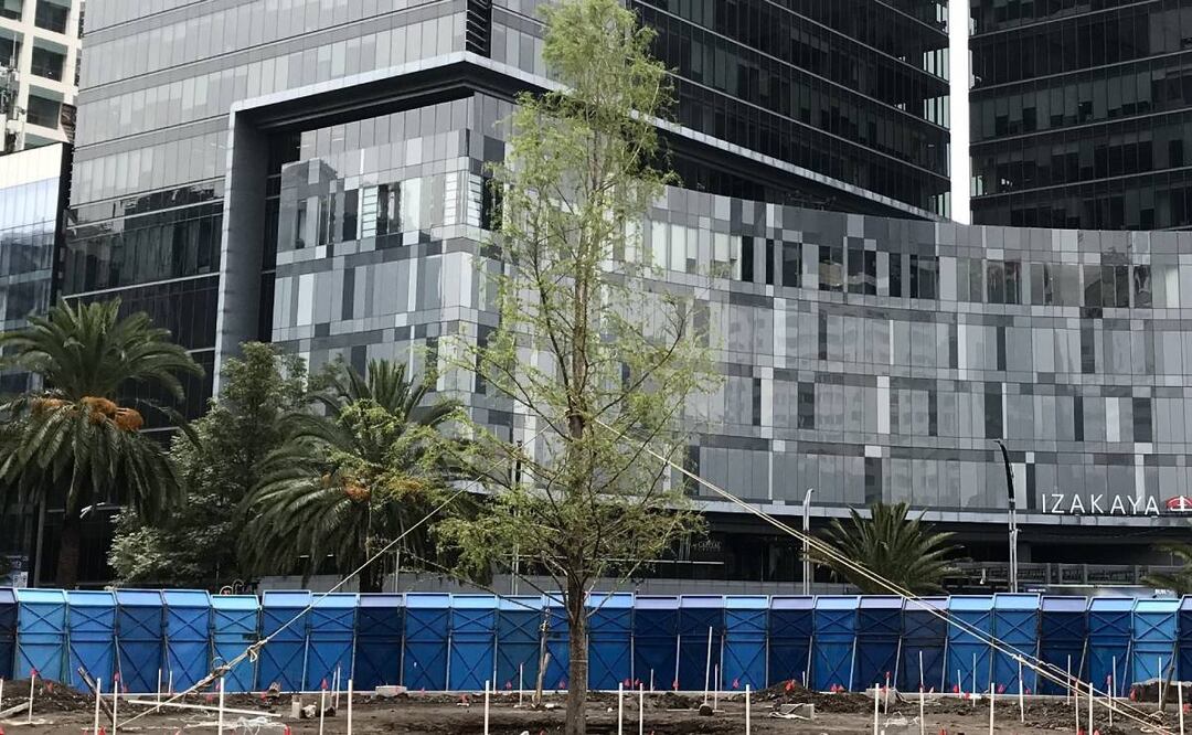 El pasado 19 de mayo, la Secretaría del Medio Ambiente (Sedema) anunció la plantación del segundo ejemplar del árbol, en sustitución del primero. Foto: Archivo Cuartoscuro/El Universal