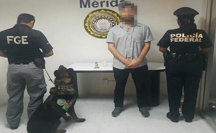 Perro detecta droga en equipaje en aeropuerto de Mérida 