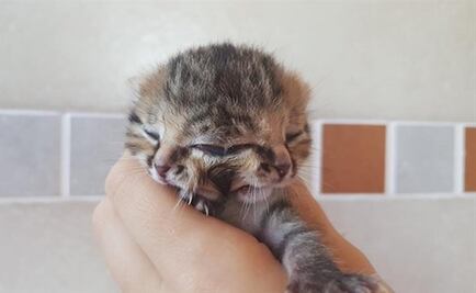 Murió Bettie Bee, la gatita de dos caras que enamoró a las redes