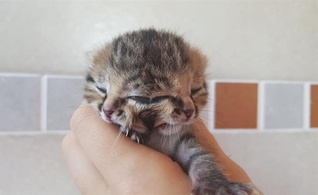 (FOTO: Tomada de Facebook)