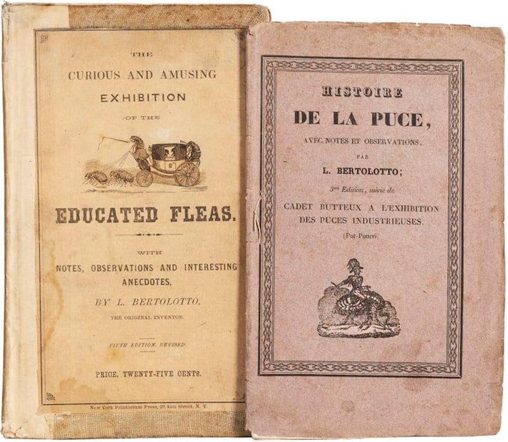 Panfletos de Bertolotto sobre las pulgas circenses. Andrea Buhler describió a Bertolotto y a Heckler como “hombres de espectáculo que se convirtieron en naturalistas tras su trabajo con pulgas. Su conocimiento lo obtuvieron a través de la observación y experimentación, y mantuvieron la mente abierta ante las habilidades físicas y mentales de las pulgas”. Foto: ESPECIAL/invaluable.com.