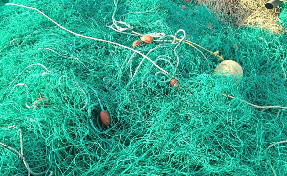 Profepa y Semar retiran más de 9 kilómetros de redes de enmalle ilegal y liberan ejemplares vivos de totoaba. Foto: Especial