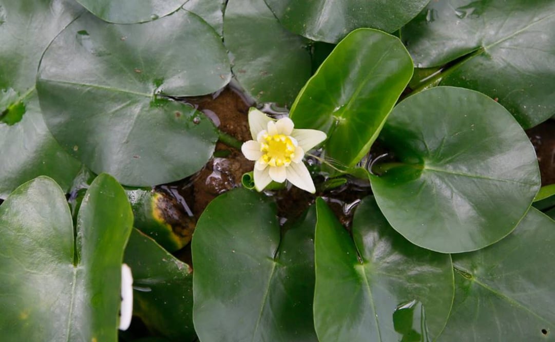 Nymphaea Thermarum, una planta en peligro, crece en los Jardines Botánicos Reales en Kew. Foto: AP