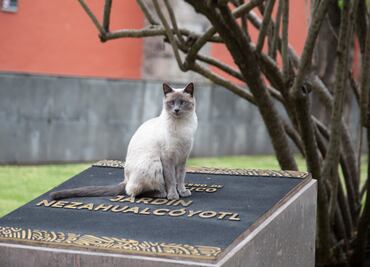 Gatos de Palacio, al inventario