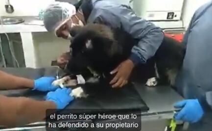 Jackson, el perrito que salvó a su dueña de ser víctima de feminicidio en Bolivia
