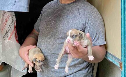 ¡Al mal tiempo, buena cara!; afectado por lluvias en Acapulco nombra "Huracán" y "John" a sus perritos