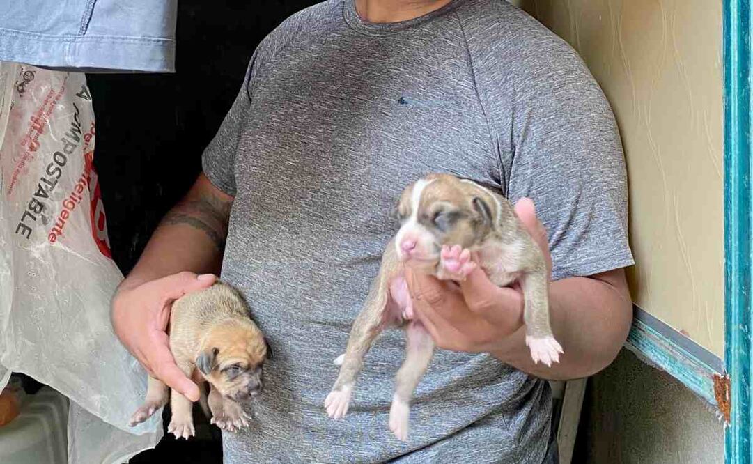 Jaime anunció que los pondrá en adopción y si no tiene éxito, buscará que le presten un lugar para ponerlos a salvo y llevarles de comer. Foto: Especial