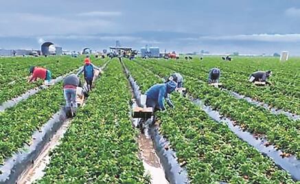 Jornaleros mexicanos viven malos tratos en granjas de Canadá