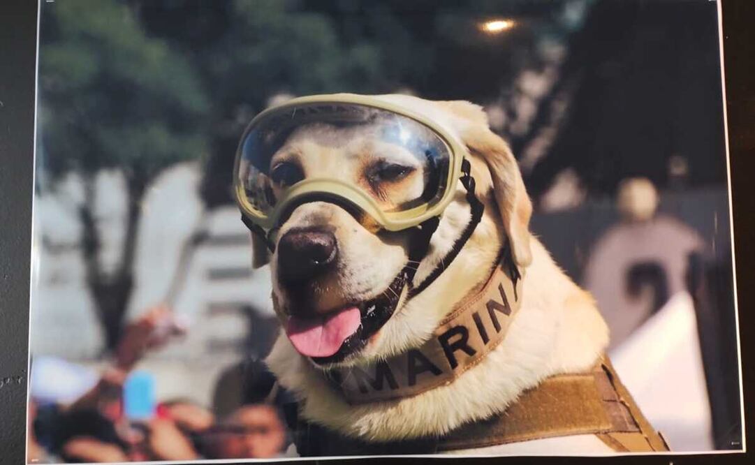 Frida falleció el pasado 15 de noviembre a los 13 años de edad. Foto: Víctor Gamboa/EL UNIVERSAL 