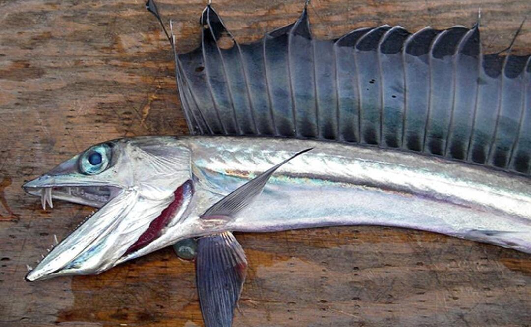 Pez lanceta o caníbal, con ojos gigantes y dientes afilados. Foto NOAA