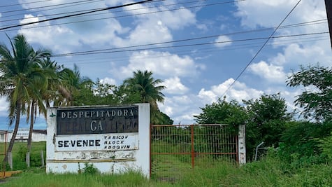 Algodón, el motor que llevó desarrollo a Apatzingán