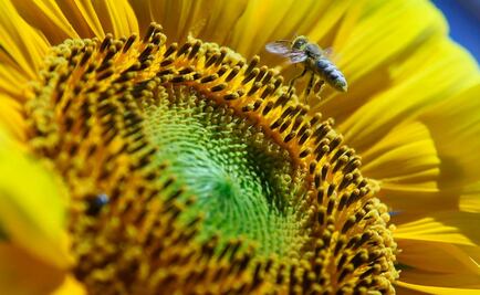 Realizan calendario sobre presencia de polen en Ciudad de México