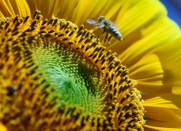 Realizan calendario sobre presencia de polen en Ciudad de México