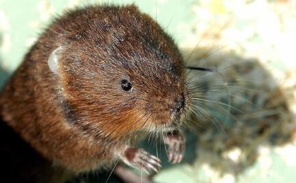 Visones podrían ser "primeros casos conocidos" de contagio por animales de Covid-19: OMS