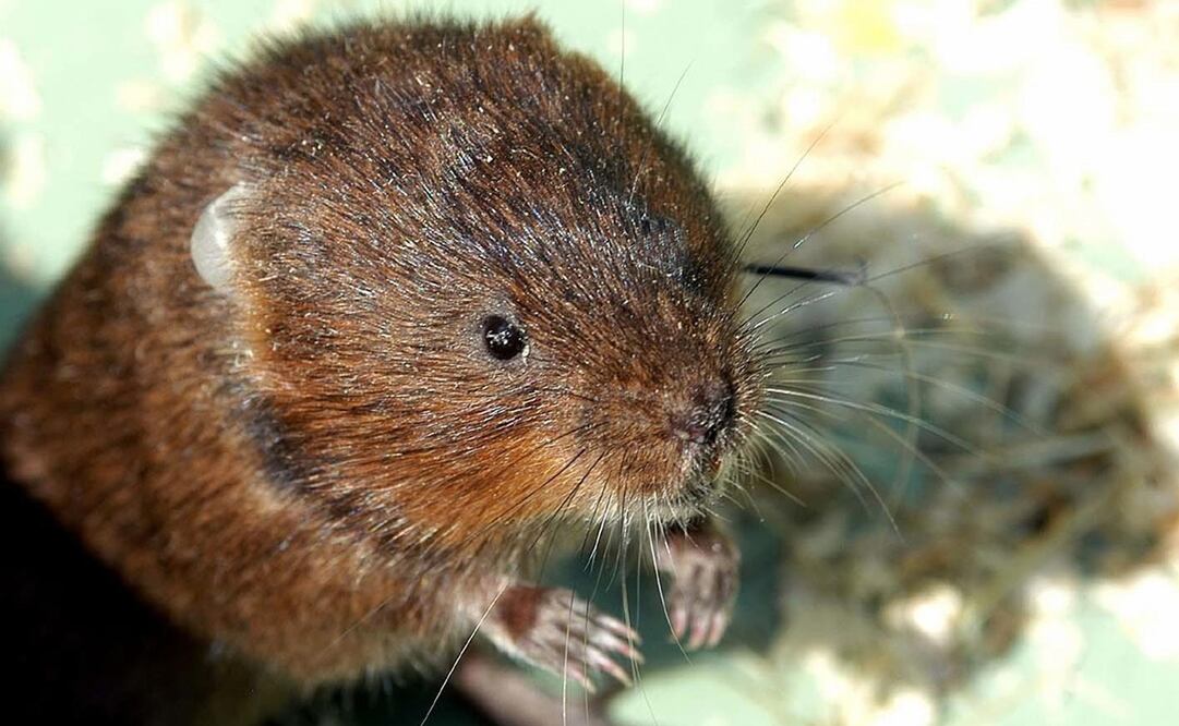 (Foto: AFP/ Archivo)