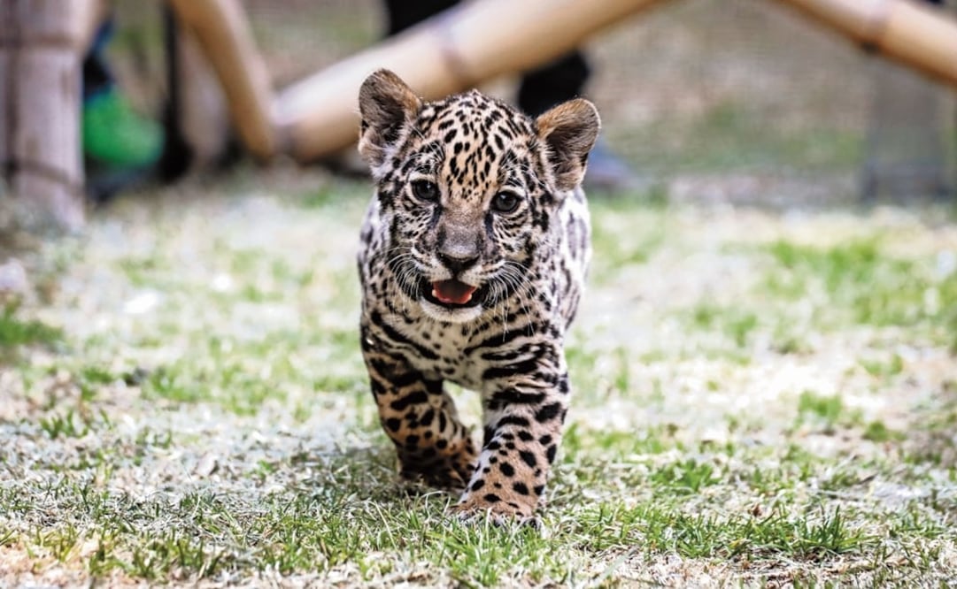 In 2012, the cost of environmental degradation rose to MXN$985 billion, whereas the government only invested MXN$143 billion in environmental protection - Photo: Tim Flach