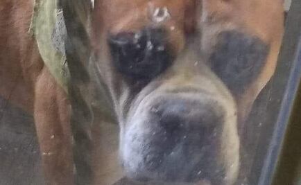 Matan a perro al ponerle pirotecnia en su plato de comida en SLP